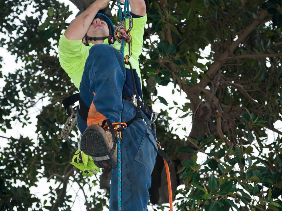 Qualified arborist working in a mature tree during a property survey in Norfolk