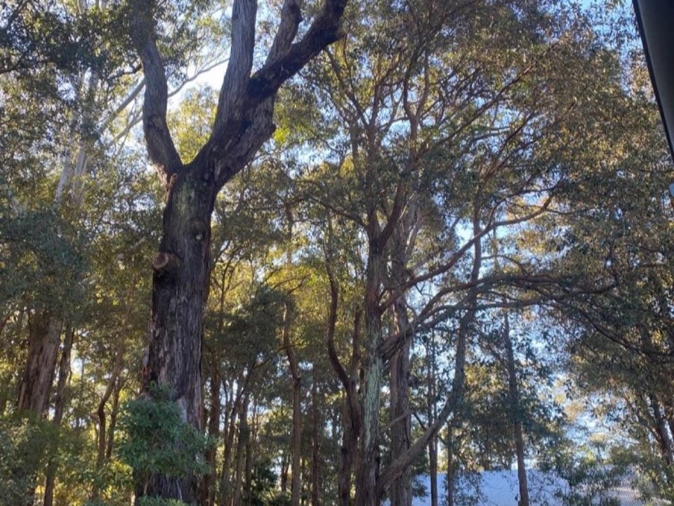 Mature trees in a Norfolk parkland setting due for routine re-inspection